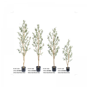 شجرة أوليفر